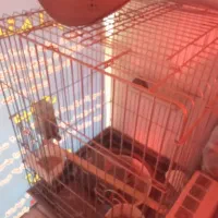 قفس پرنده|لوازم جانبی حیوانات|فردیس, فردیس|دیوار