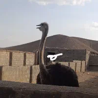 شتر مرغ
