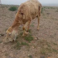 میش چینی بر نر