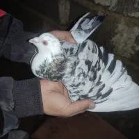 کبوتر|پرنده|سبزوار, پامنار|دیوار