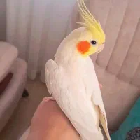 عروس هلندی|پرنده|ساری, |دیوار