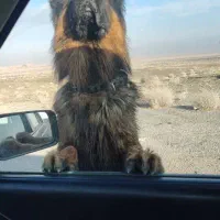 ۱ سگ تو جاده جهاد آباد پیدا شده