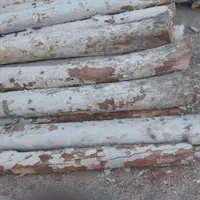 درخت چوب|خدمات باغبانی و درختکاری|تهران, گمرک|دیوار