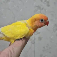 جوجه سرلاکی طوطی برزیلی