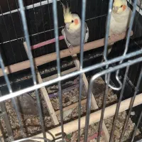 جوجه عروس هلندی رام ودستی|پرنده|کرج, شهرک بنفشه|دیوار