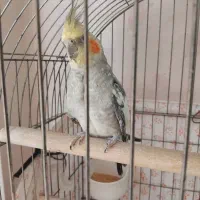 عروس هلندی نر ۷ ماهه|پرنده|زنجان, |دیوار