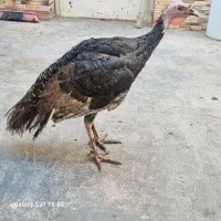 بوقلمون