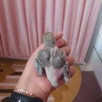 جوجه کوتوله سرلاکی رنگ خاص