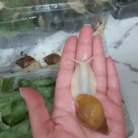 حلزون آچاتینا|خزنده|کرج, شاهین‌ویلا|دیوار