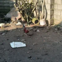 فروش خروس چهل تاج