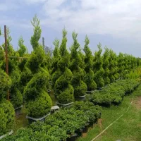 خدمات باغبانی باغچه کاری کاشت گل درختکاری هرسکاری|خدمات باغبانی و درختکاری|قدس, شهرقدس|دیوار