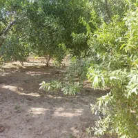 زمین باغ بنادک سادات (بنافت)
