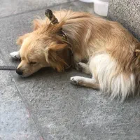 پامر روباهی|سگ|اقلید, |دیوار