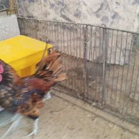 خروس چهل تاج|حیوانات مزرعه|تهران, نعمت‌آباد|دیوار