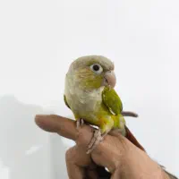 طوطی گرینچیک