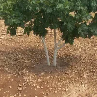 فروش-زمین