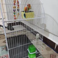 جفت طوطی برزیلی