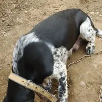 توله شکاری|سگ|مینودشت, |دیوار