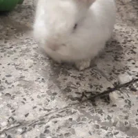 خرگوش|موش و خرگوش|ارومیه, |دیوار