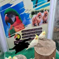 عروسی هلندی بالغ