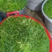 سبزی خورشتی