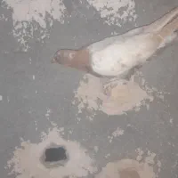 جوجه کفتر|پرنده|مشهد, پنجتن|دیوار