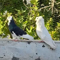 کفتر کبوتر شامپیون کاکلی زینتی و پرشی