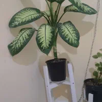 گل دیفن باخیا