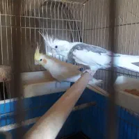 عروس هلندی|پرنده|هریس, |دیوار