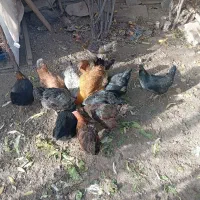 14عددمرغ رسمی تخم گذارفروشی|حیوانات مزرعه|تفرش, |دیوار