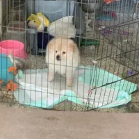 سگ پامرانین