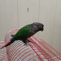 طوطی گرینچیک|پرنده|بندر دیر, |دیوار