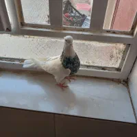 کبوتر