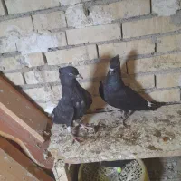 دودم سفیدنر