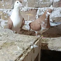 کفتر|پرنده|مینودشت, |دیوار