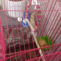 عروس هلندی نر