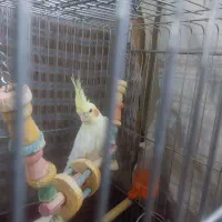 عروس هلندی لوتینو و سینامون|پرنده|قدس, شهرقدس|دیوار