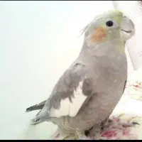 عروس هلندی