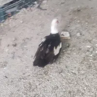 لاری.اوردک شوروی .خروس ابریشمی .قو غاز|حیوانات مزرعه|ارومیه, |دیوار