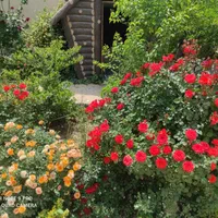 اجاره روزانه ویلا باغ پارادایس در مرودشت|اجارهٔ کوتاهمدت ویلا و باغ|مرودشت, ده بید|دیوار