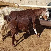 بزخارجی شیردار