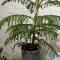 گل و گیاه آپارتمانی|گل و گیاه طبیعی|سلامی, |دیوار