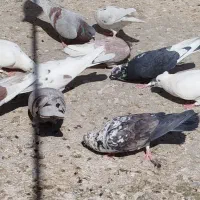 کفتر فروشی به شرط پرش|پرنده|قم, تعویض پلاک|دیوار