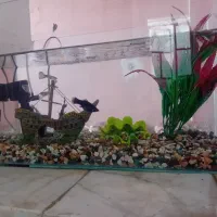 آکواریوم و ماهی