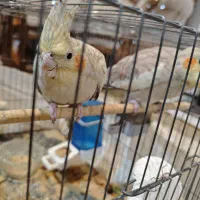 عروس هلندی ماده دون خور آماده برای دستی شدن|پرنده|تهران, منیریه|دیوار