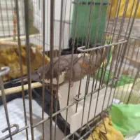 پرنده عروس هلندی|پرنده|تهران, شهرک خرازی|دیوار