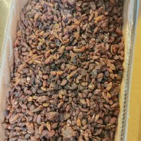 کشمش 55و خرما۵۵ ب قیمت قدیم