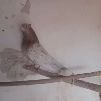 کبوتر پرشی سرور