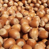 خریدار کربن بادام و فندق