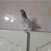 کبوتر|پرنده|سمنان, |دیوار